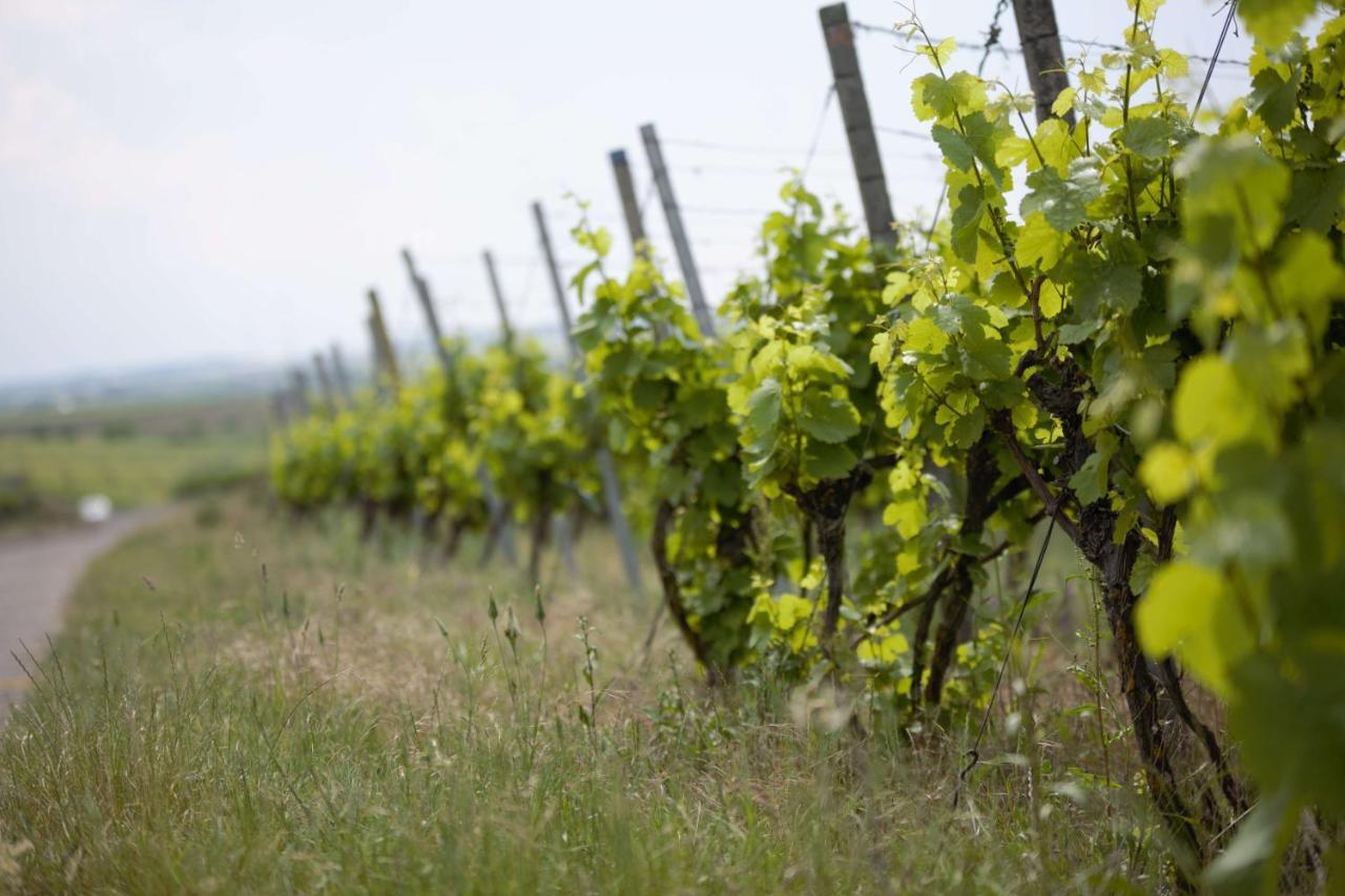 Hotel Weingut Schilling Seinsheim Exterior foto